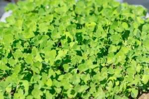 Fenugreek